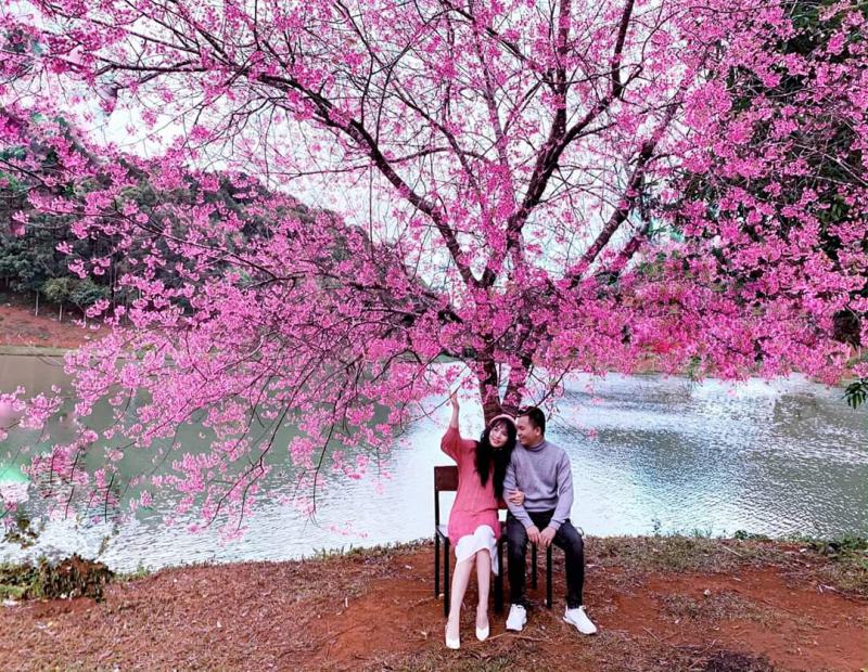 Check in cùng với hoa mai anh đào