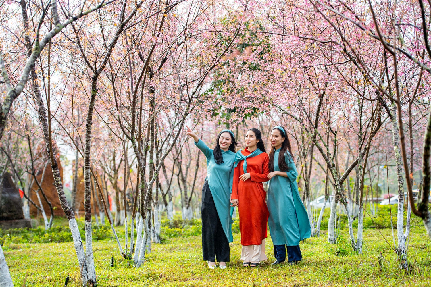 Mùa hoa mai anh đào tại Măng Đen