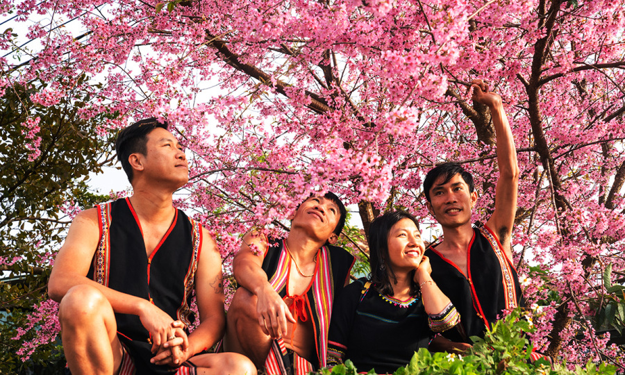 Hòa mình cùng sắc màu của hoa mai anh đào